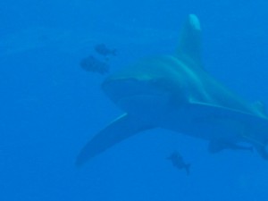 1172430678_squalo grosso 3