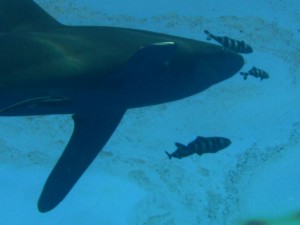 1172430678_squalo grosso 6