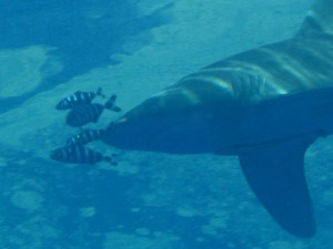 1172430678_squalo grosso 7