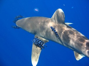 1172430678_squalo vicino 1