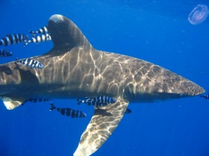 1172430679_squalo vicino 2