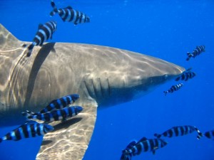 1172430679_squalo vicino 3