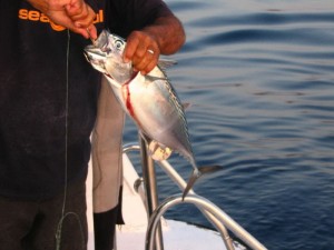 1182283275_a mezzogiorno si mangia