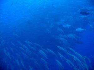 1182283275_barracuda e tonni