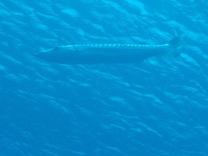 1182283275_barracuda gigante solitario