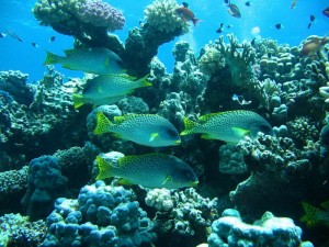 1182283278_che colori