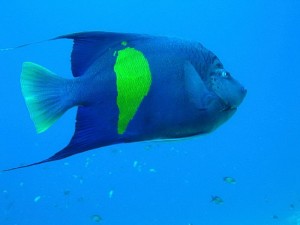 1182283278_ci sei bel musino