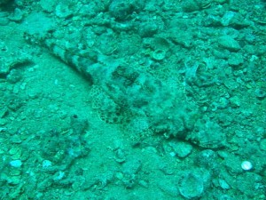 1182283278_coccodrillo