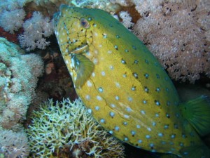 1182283279_dove scappi