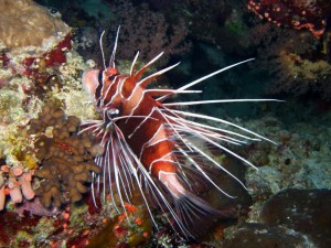 1182283361_lion fish