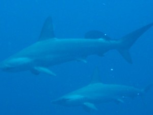 1243017420_Viaggio Sudan 2009 074