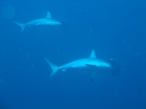 1243017482_Viaggio Sudan 2009 080