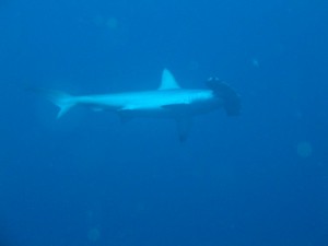 1243017498_Viaggio Sudan 2009 082