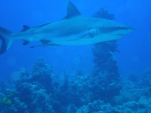 1243017507_Viaggio Sudan 2009 ( Gianluca ) 076