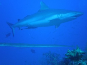 1243017514_Viaggio Sudan 2009 ( Gianluca ) 136