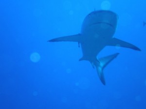 1243017533_Viaggio Sudan 2009 ( Gianluca ) 137