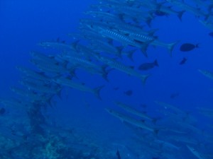 1243017541_Viaggio Sudan 2009 ( Maurizio ) 001