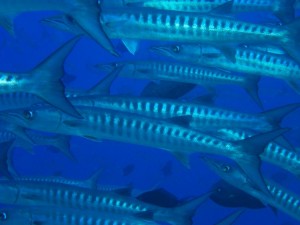 1243017566_Viaggio Sudan 2009 ( Maurizio ) 005