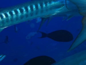 1243017573_Viaggio Sudan 2009 ( Maurizio ) 008