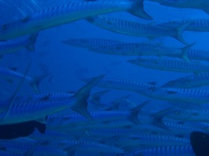 1243017636_Viaggio Sudan 2009 ( Maurizio ) 010