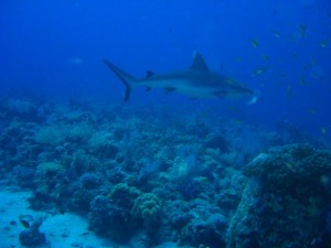 1243017677_Viaggio Sudan 2009 ( Maurizio ) 016