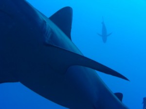 1243017684_Viaggio Sudan 2009 ( Maurizio ) 092