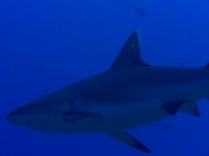 1243017692_Viaggio Sudan 2009 ( Maurizio ) 093