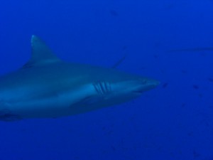 1243017723_Viaggio Sudan 2009 ( Maurizio ) 099