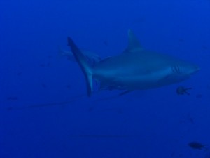 1243017734_Viaggio Sudan 2009 ( Maurizio ) 100