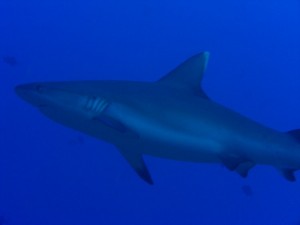 1243017745_Viaggio Sudan 2009 ( Maurizio ) 101