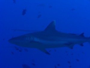 1243017753_Viaggio Sudan 2009 ( Maurizio ) 102