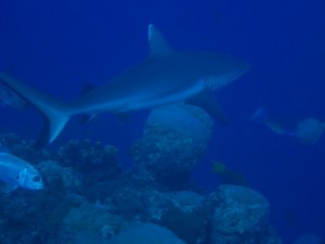 1243017779_Viaggio Sudan 2009 ( Maurizio ) 107