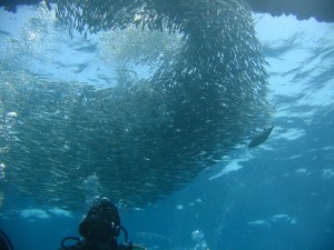 1243185745_Viaggio Sudan 2009 069   