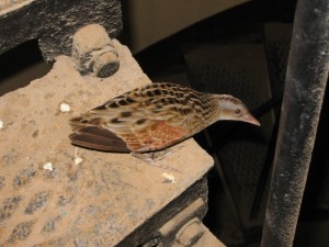 1243931650_Viaggio Sudan 2009 102