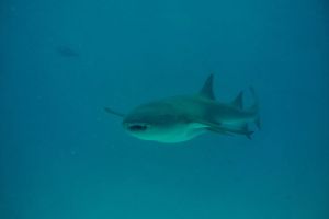img_0777