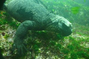 Galapagos 2026