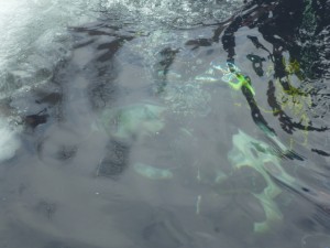 P1020877  